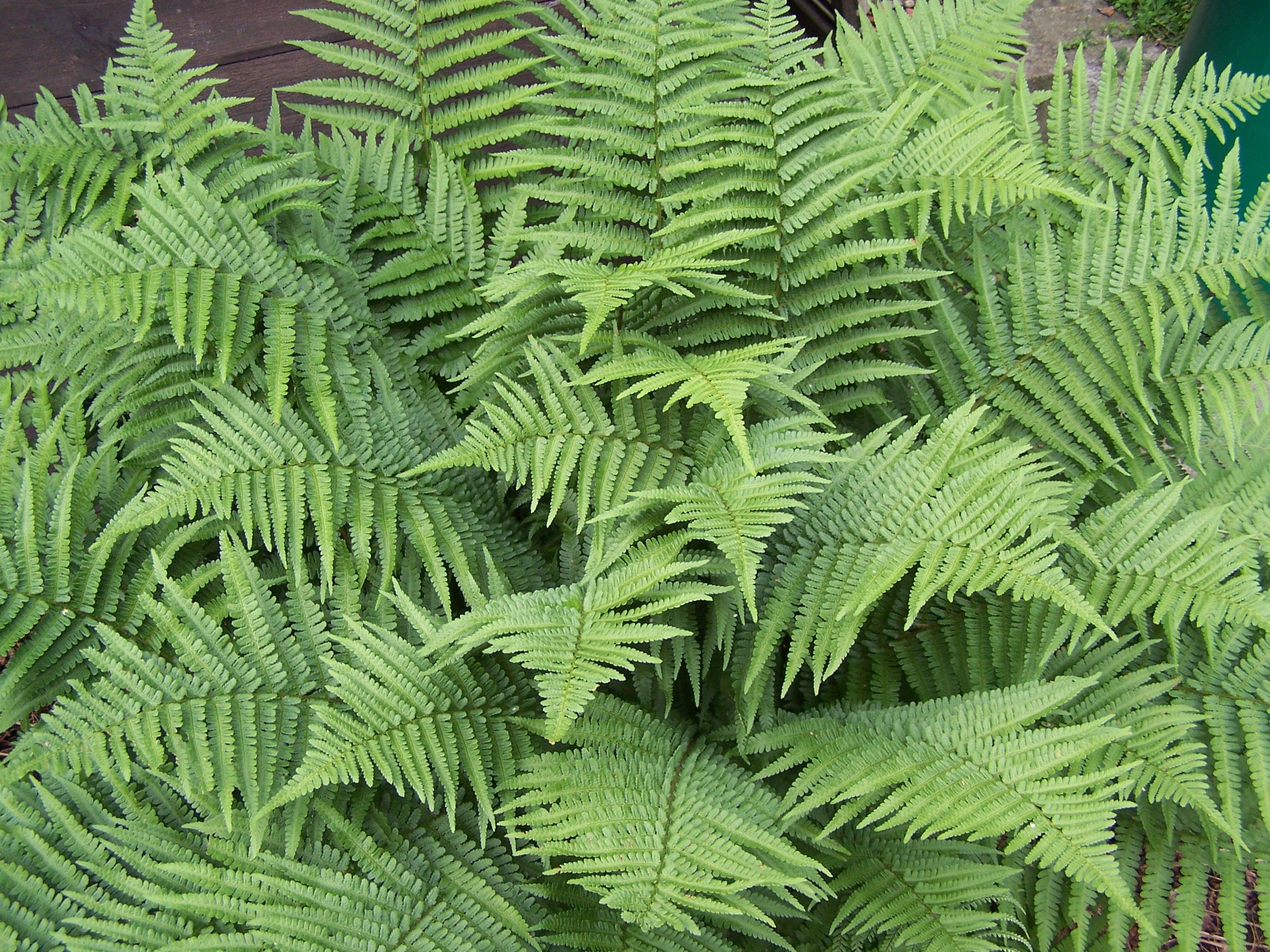 Dryopteris filix-ma